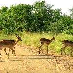 kruger national park Afrique du Sud