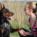 Comment identifier le meilleur collier dressage chien ?